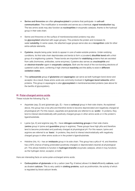 III. Polar-Charged Amino Acids These Include the Following (Fig
