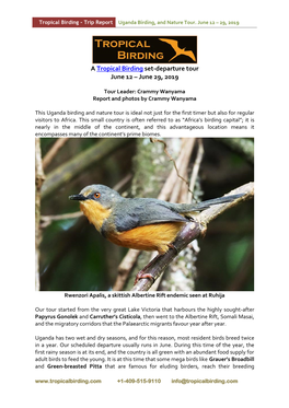 A Tropical Birding Set-Departure Tour June 12 – June 29, 2019