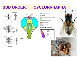 Sub Order: Cyclorrhapha Sub Order: Cyclorrhapha