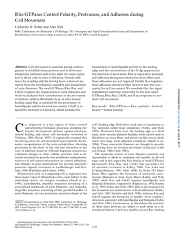 Rho Gtpases Control Polarity, Protrusion, and Adhesion During Cell Movement Catherine D