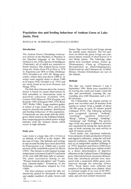 Population Size and Feeding Behaviour of Andean Geese at Lake Junin, Perú