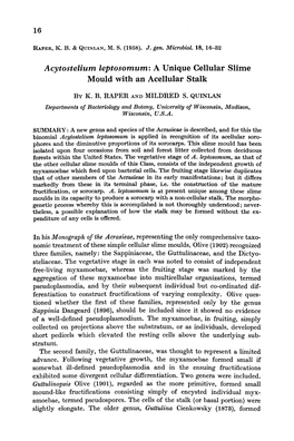 Acytostelium Leptosomum: a Unique Cellular Slime Mould with an Acellular Stalk