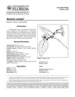 Barleria Cristata1