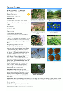 Leucaena Collinsii Scientific Name  Leucaena Collinsii Britton & Rose