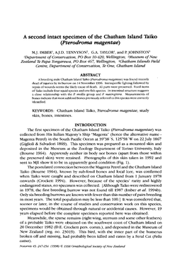 A Second Intact Specimen of the Chatham Island Taiko (Pterodroma Magentae)