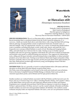 Ae'o Or Hawaiian Stilt