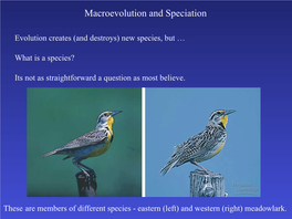 Macroevolution and Speciation