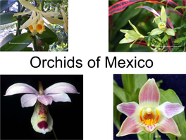 Orchids of Mexico There Are About 30,000 Orchids in the World