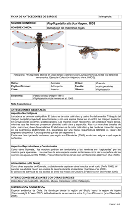 Phyllopetalia Stictica Hagen, 1858 NOMBRE COMÚN: Matapiojo De Manchas Rojas