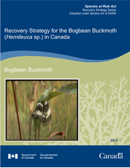 Bogbean Buckmoth (Hemileuca Sp.) in Canada