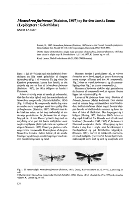 Stainton, 1867) Ny for Den Danske Fauna (Lepidoptera: Gelechiidae) KNUD LARSEN