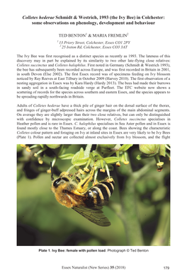 Colletes Hederae Schmidt & Westrich, 1993 (The Ivy Bee)