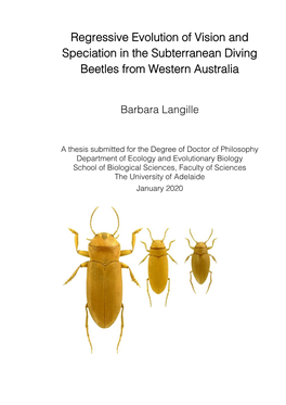 Regressive Evolution of Vision and Speciation in the Subterranean Diving Beetles from Western Australia