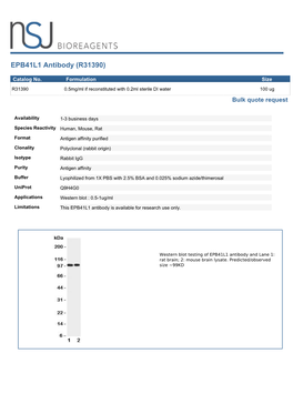 EPB41L1 Antibody (R31390)