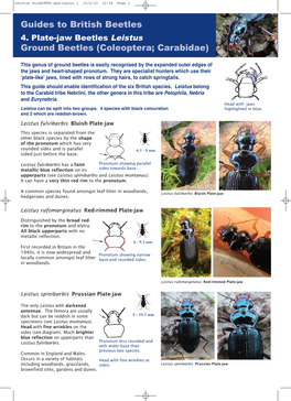 Guides to British Beetles Ground Beetles (Coleoptera