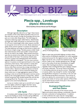 Plecia Spp., Lovebugs (Diptera: Bibionidae) Chris Carlton, Forest Huval and T.E