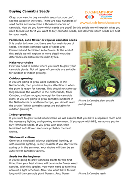 Buying Cannabis Seeds