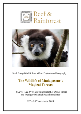 The Wildlife of Madagascar's Magical Forests