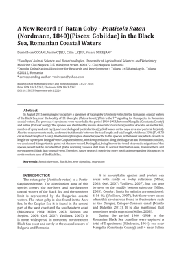 Ponticola Ratan (Nordmann, 1840)(Pisces: Gobiidae) in the Black Sea, Romanian Coastal Waters