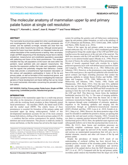 The Molecular Anatomy of Mammalian Upper Lip and Primary Palate Fusion at Single Cell Resolution Hong Li1,*, Kenneth L