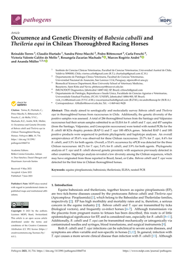 Occurrence and Genetic Diversity of Babesia Caballi and Theileria Equi in Chilean Thoroughbred Racing Horses