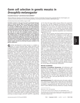 Germ Cell Selection in Genetic Mosaics in Drosophila Melanogaster