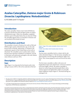 Azalea Caterpillar, Datana Major Grote & Robinson