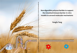 Non-Digestible Polysaccharides to Support the Intestinal Immune Barrier: in Vitro Models to Unravel Molecular Mechanisms