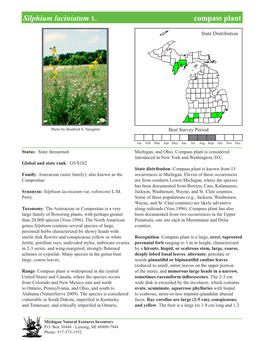 Silphium Laciniatum L. Compass Plant