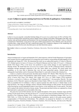 A New Calliprora Species Mining Lead Trees in Florida (Lepidoptera: Gelechiidae)