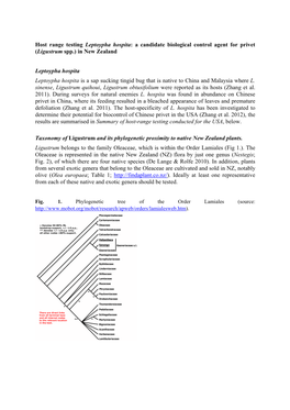 Host Range Testing Leptoypha Hospita: a Candidate Biological Control Agent for Privet (Ligustrum Spp.) in New Zealand