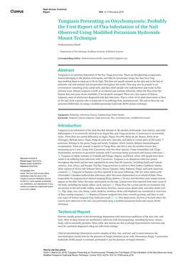 Tungiasis Presenting As Onychomycosis: Probably the First Report of Flea Infestation of the Nail Observed Using Modified Potassium Hydroxide Mount Technique