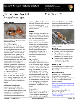 Jerusalem Cricket March 2019 Stenopelmatus Spp