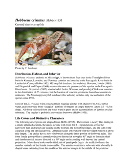 Hobbseus Cristatus (Hobbs) 1955 Crested Riverlet Crayfish