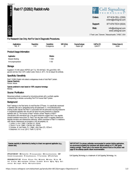 Rab17 (D2B2) Rabbit Mab A