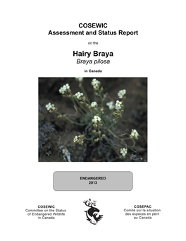 Hairy-Braya-COSEWIC.Pdf