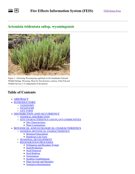 Artemisia Tridentata Subsp. Wyomingensis