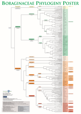 Cynoglossoideae Boraginoideae Echiochiloideae Boragineae Lithospermeae Echiochileae Lasiocaryeae Trichodesmeae Asperugeae Omphal