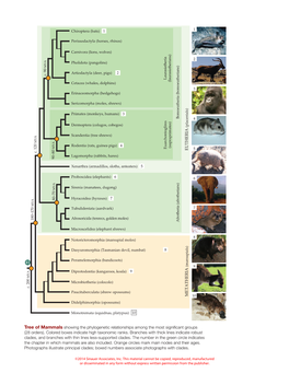 41 EUTHERIA METATHERIA Tree of Mammals