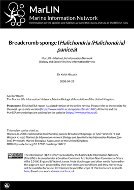 Breadcrumb Sponge (Halichondria (Halichondria) Panicea)