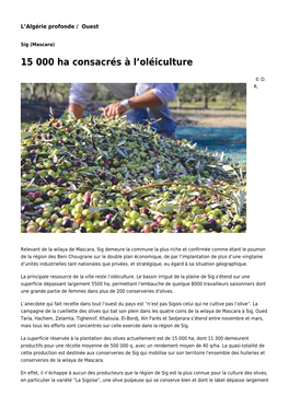 15 000 Ha Consacrés À L'oléiculture