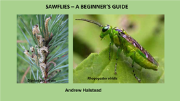 Sawflies – a Beginner's Guide