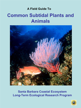 Common Subtidal Plants and Animals