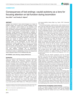 Consequences of Lost Endings: Caudal Autotomy As a Lens for Focusing Attention on Tail Function During Locomotion Gary Gillis1,* and Timothy E