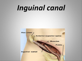 Inguinal Canal Inguinal Canal