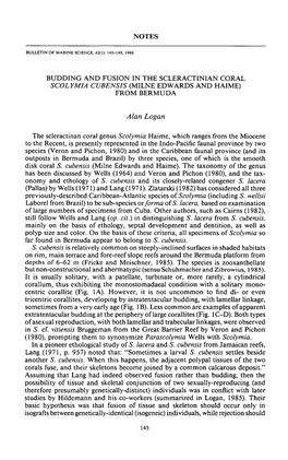 Budding and Fusion in the Scleractinian Coral &lt;I&gt;Scolymia Cubensis&lt;/I&gt;