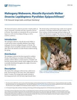Mahogany Webworm, Macalla Thyrsisalis Walker (Insecta: Lepidoptera: Pyralidae: Epipaschilinae)1 F