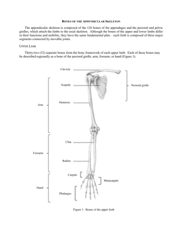 The Appendicular Skeleton Is Composed of the 126 Bones of the Appendages and the Pectoral and Pelvic Girdles, Which Attach the Limbs to the Axial Skeleton