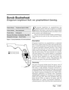 Scrub Buckwheat Eriogonum Longifolium Nutt