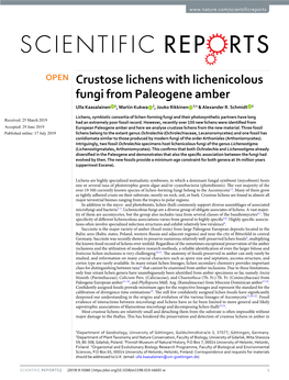 Crustose Lichens with Lichenicolous Fungi from Paleogene Amber Ulla Kaasalainen 1, Martin Kukwa 2, Jouko Rikkinen 3,4 & Alexander R